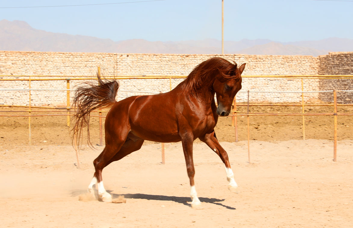 اسب عرب سیلمی خالص ایرانی
