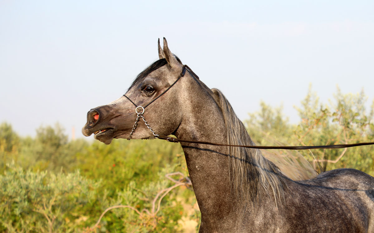 اسب عرب مصری 3 ساله