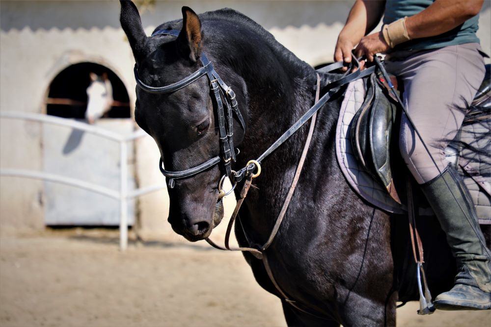 اسب ترکمن اخال تکه مشکی