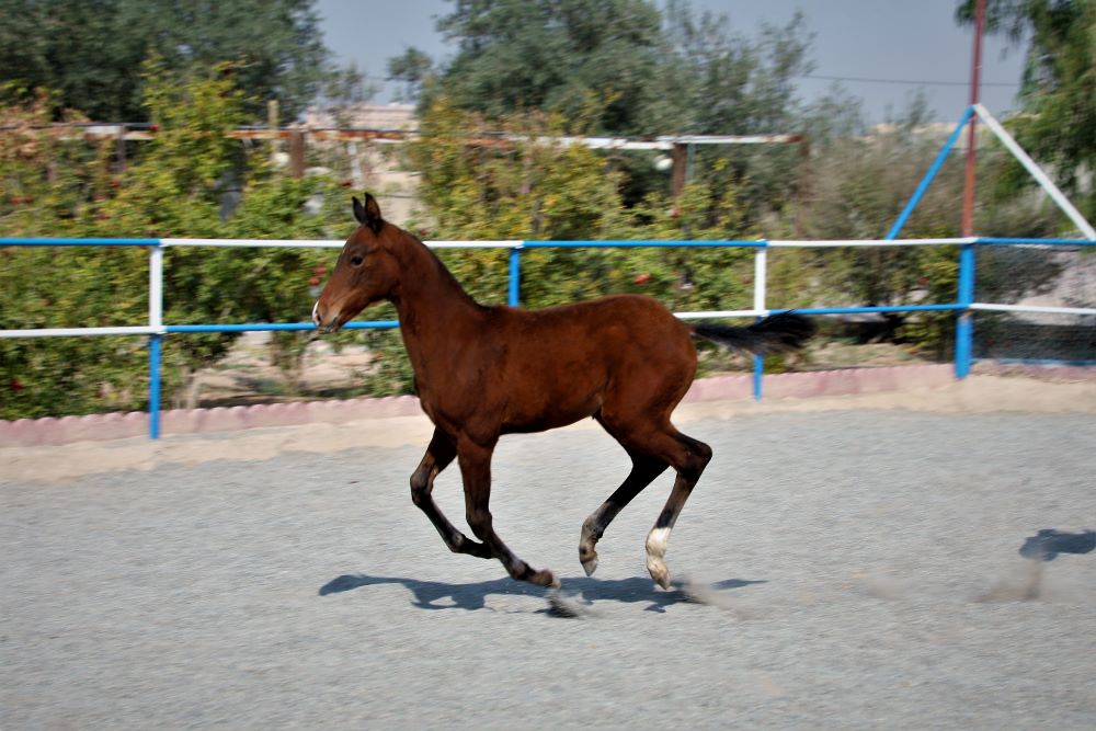 اسب ترکمن آخال تکه کره مادیان