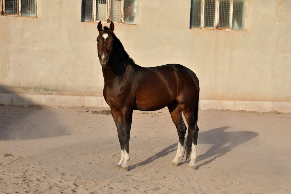 اسب ترکمن پرشی آخال تکه