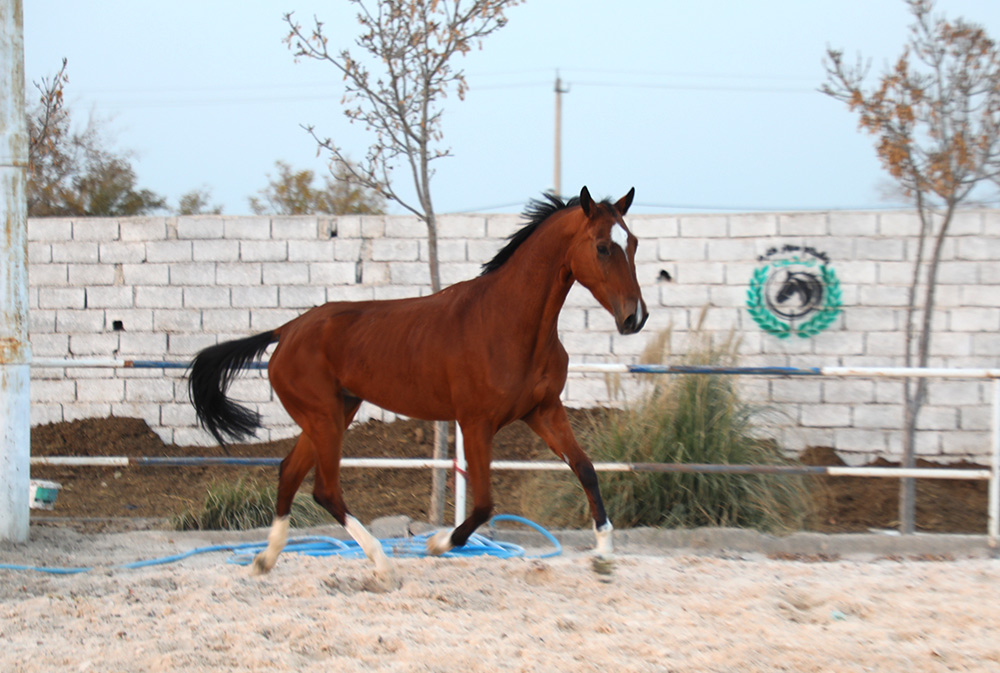 اسب ترکمن آخال تکه مادیان 2.5 ساله