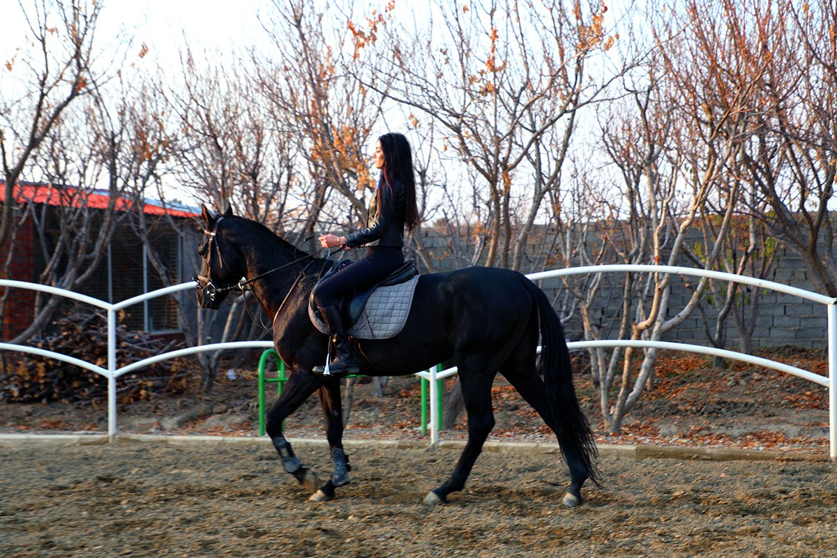 اسب ترکمن اخال تکه مشکی