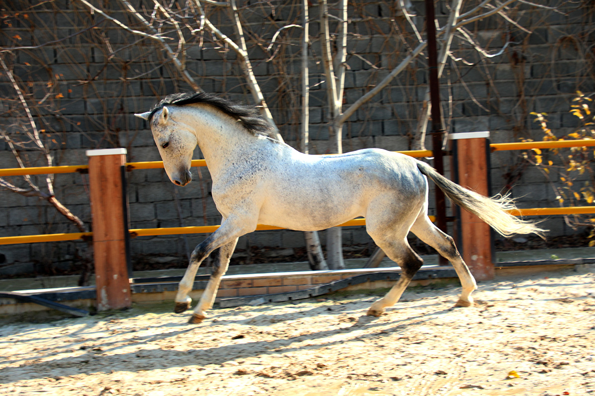 اسب ترکمن پرشی 5 ساله