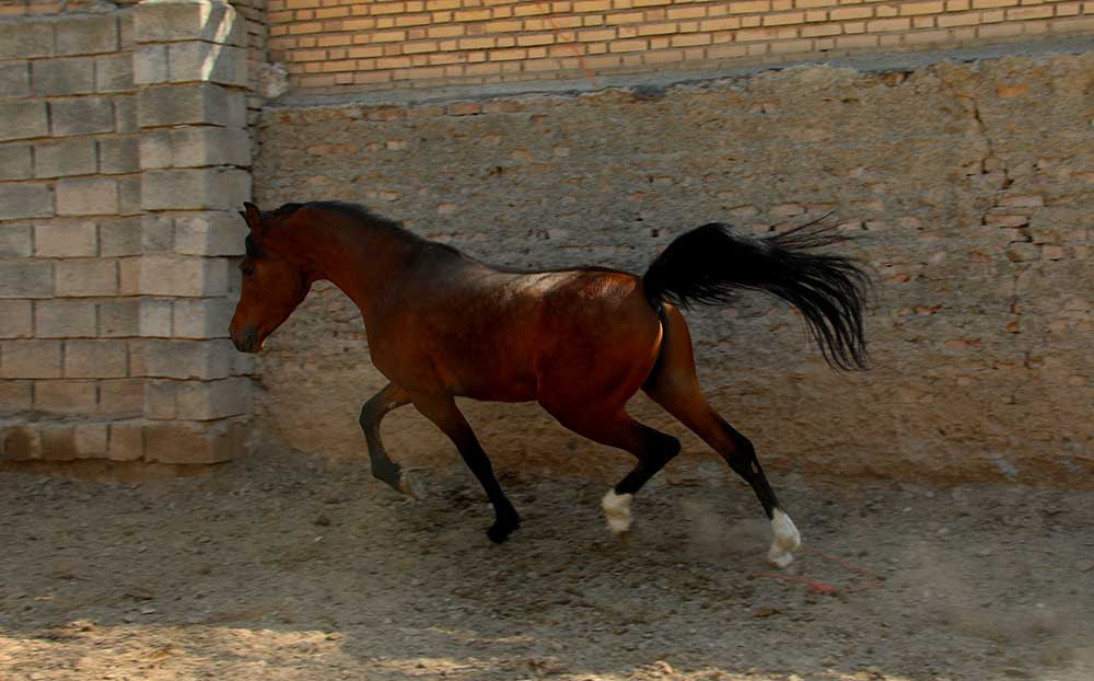 خرید اسب عرب مصری