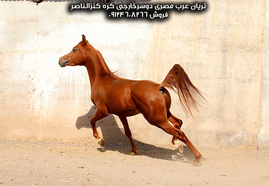 خرید اسب عرب مصری نریان کره کنزالناصر