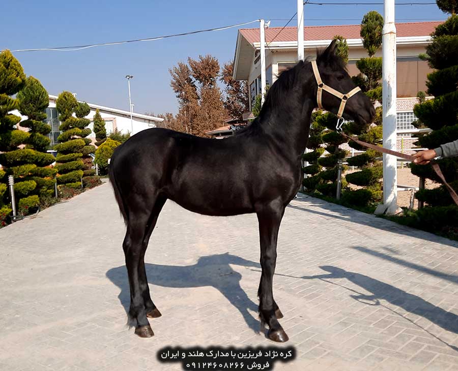 خرید اسب فریزین در ایران