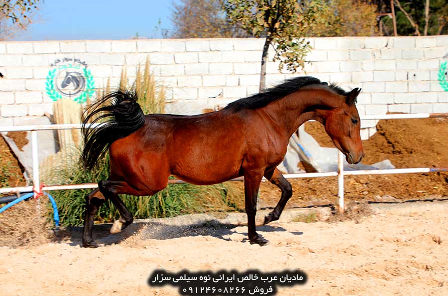قیمت اسب عرب خالص ایرانی 2.5 ساله