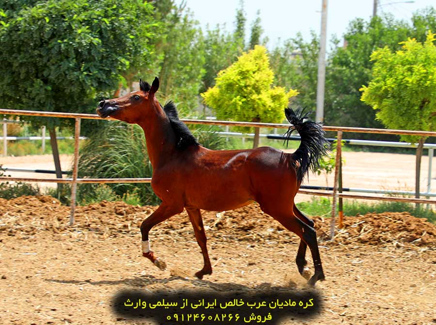 خرید اسب عرب اصیل ایرانی